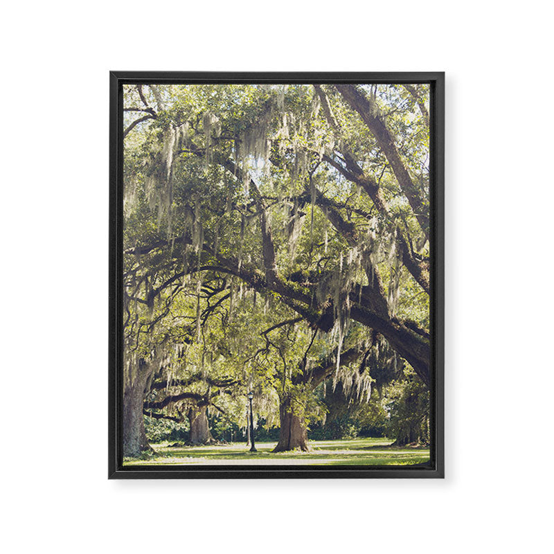 Audubon Park - New Orleans Framed Canvas Print Gallery Image 6