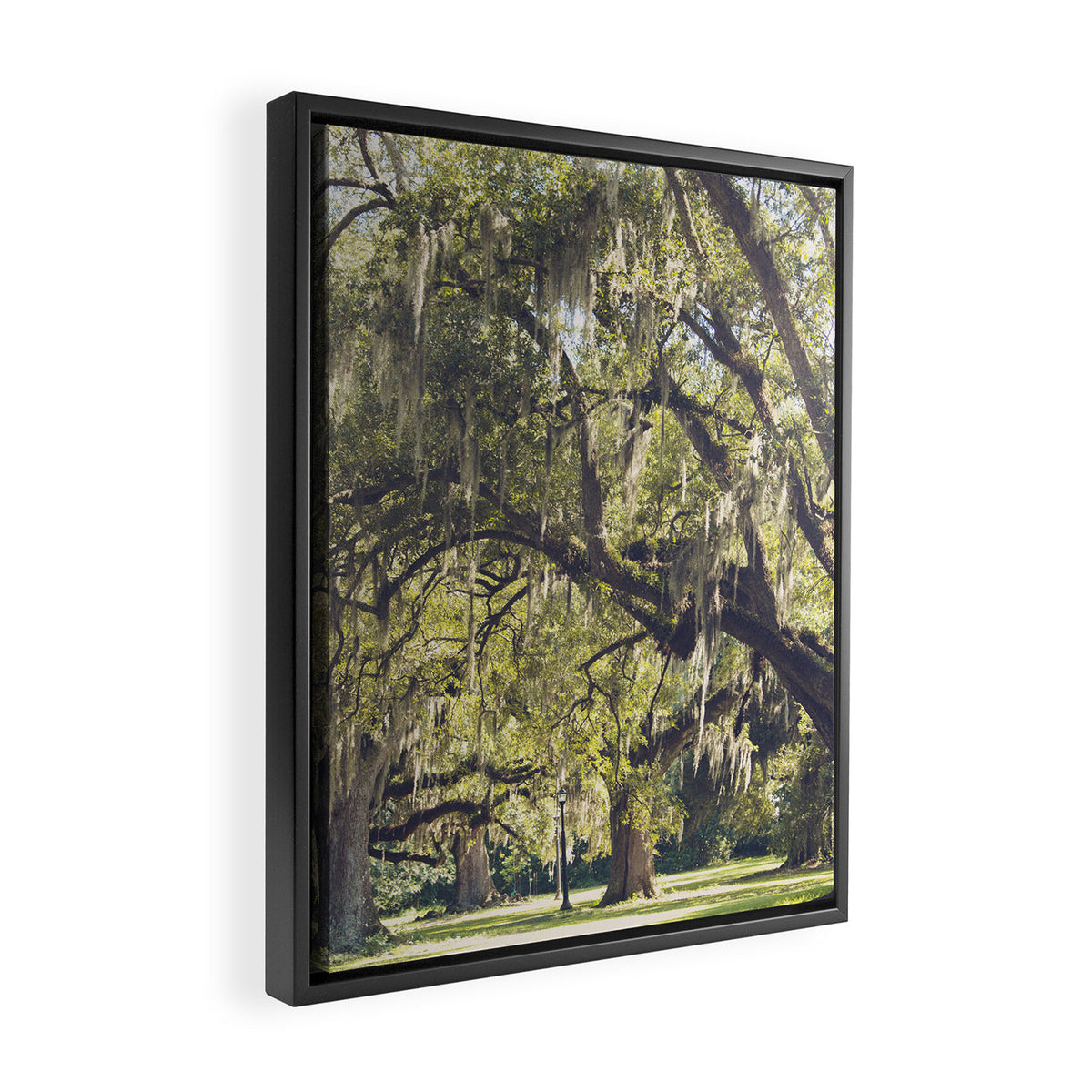 Audubon Park - New Orleans Framed Canvas Print Gallery Image 2