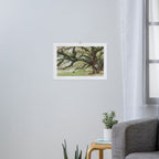 Audubon Park New Orleans  Art Print Gallery Image 3