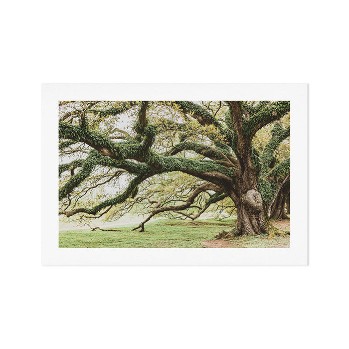 Audubon Park New Orleans  Art Print Gallery Image 1