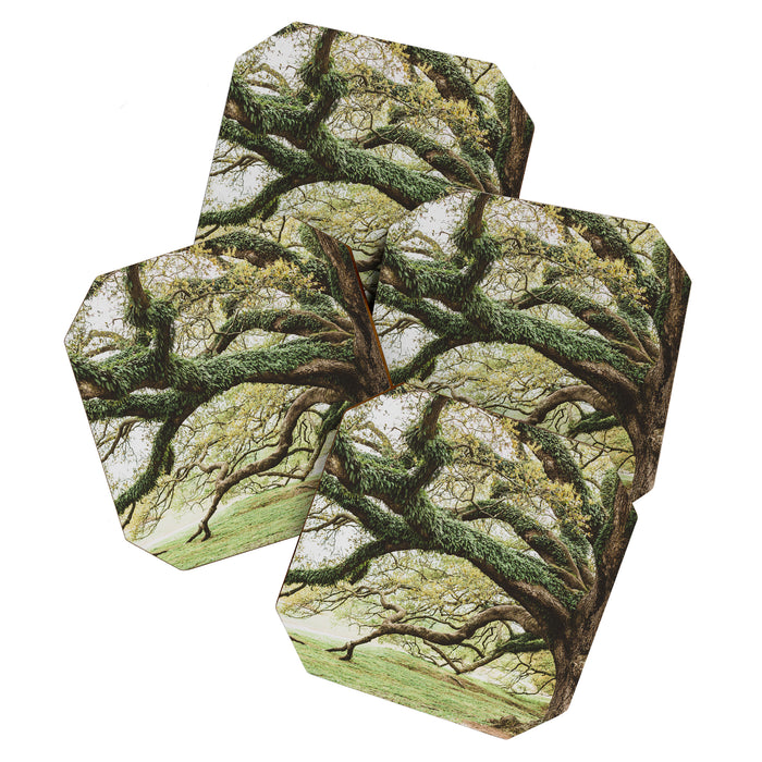 Audubon Park New Orleans  Coaster Gallery Image 1