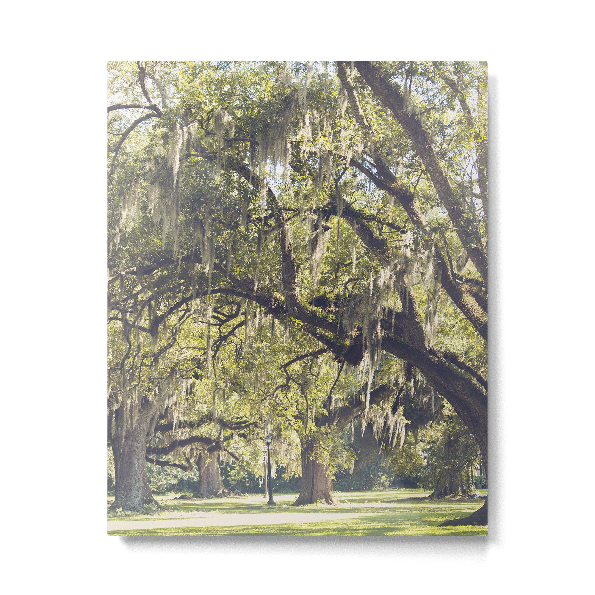 Audubon Park - New Orleans Metal Print Gallery Image 4