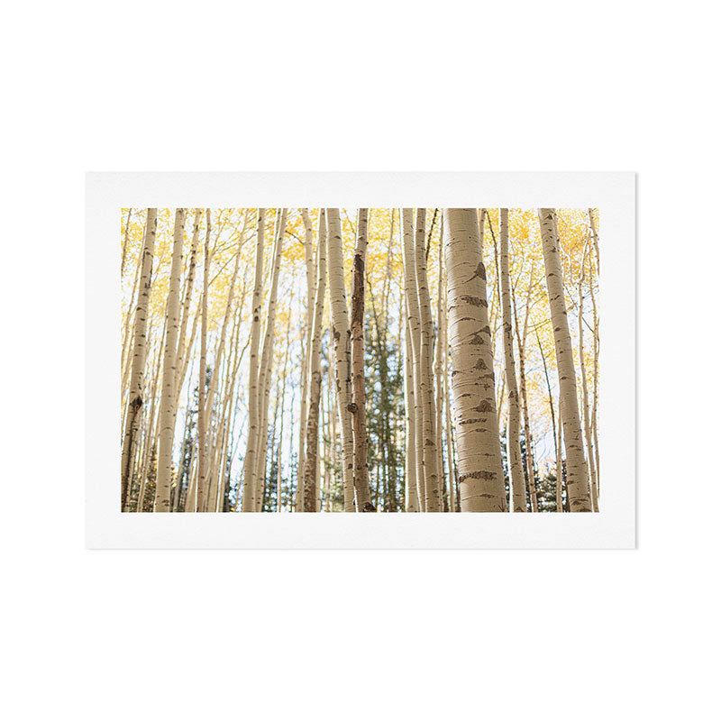 Autumn Aspen Forest Colorado Photography Art Print Gallery Image 1