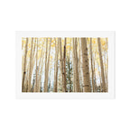 Autumn Aspen Forest Colorado Photography Art Print Gallery Image 1