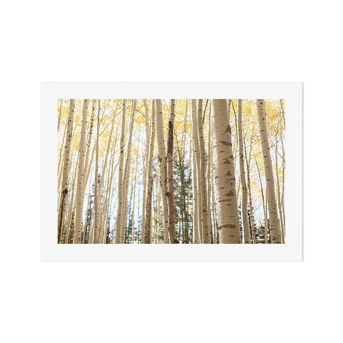Autumn Aspen Forest Colorado Photography Art Print Gallery Image 1