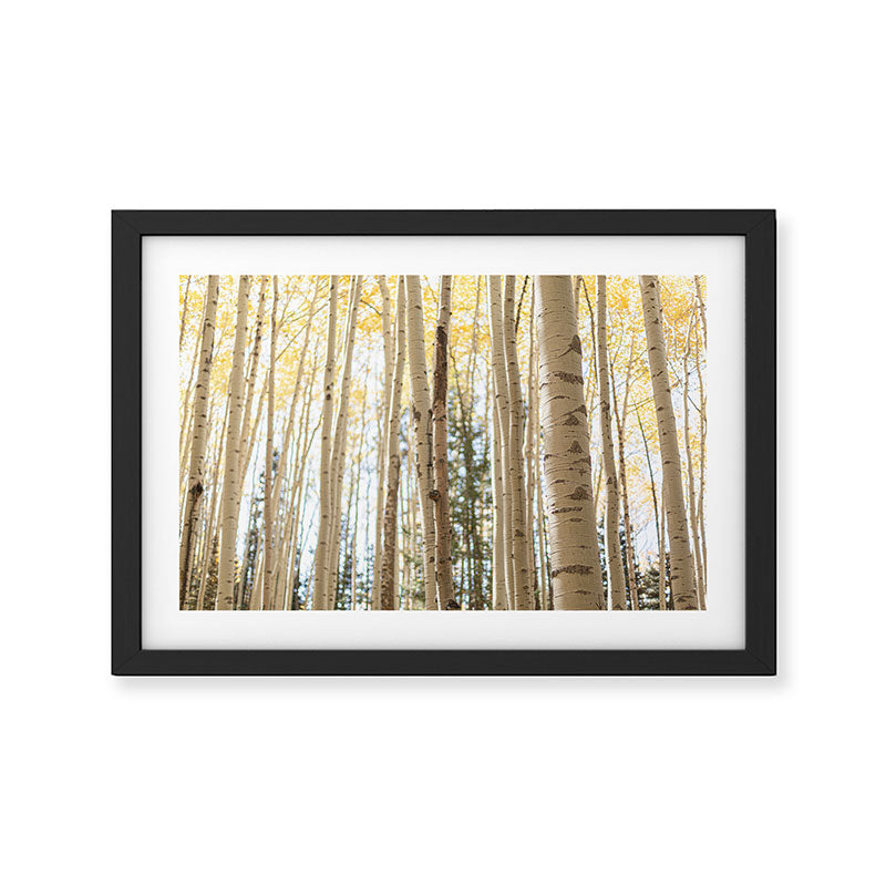 Autumn Aspen Forest Colorado Photography Framed Art Print Gallery Image 2