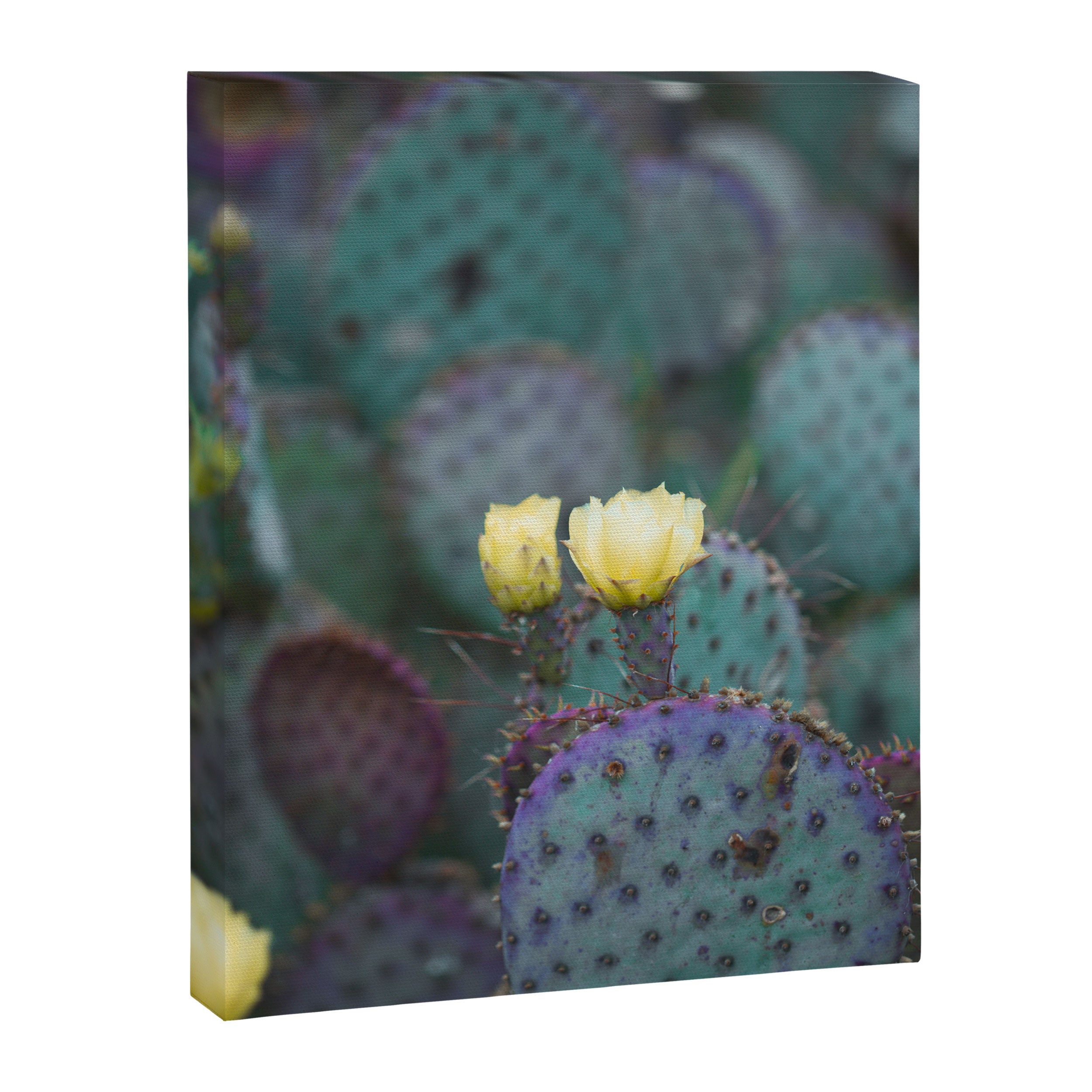 Cactus Blooms Canvas Print Gallery Image 6