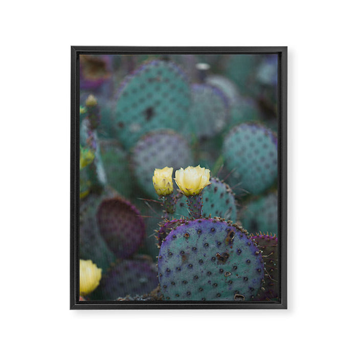 Cactus Blooms Framed Canvas Print Gallery Image 1
