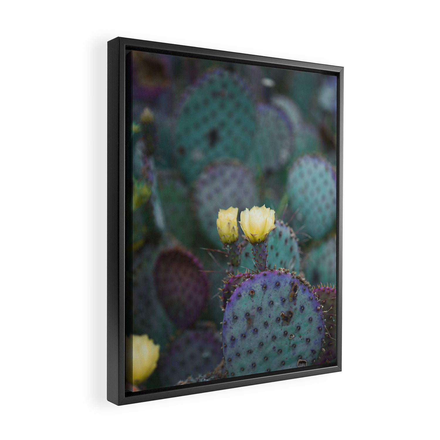 Cactus Blooms Framed Canvas Print Gallery Image 2