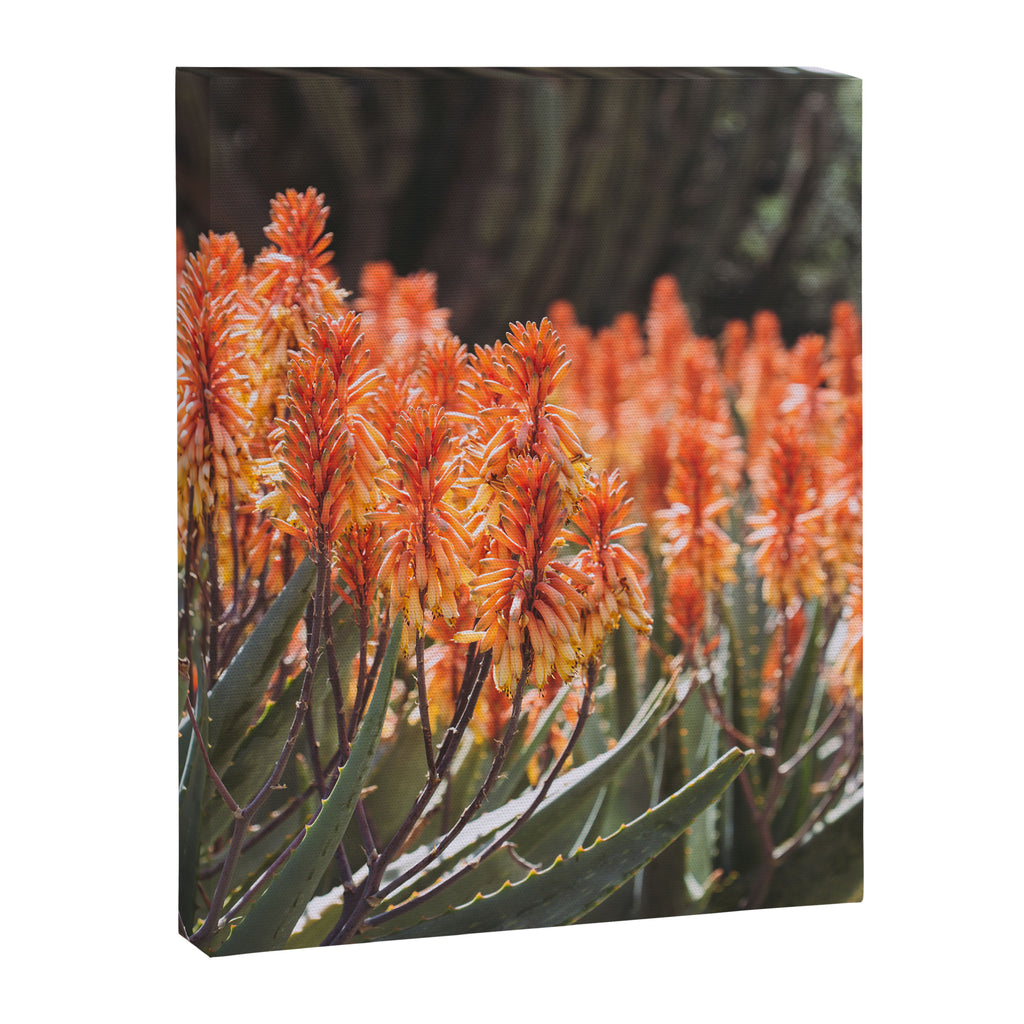 California Coastal Botanical Art x Coastal Aloe Blooms Canvas Print Gallery Image 6