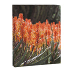 California Coastal Botanical Art x Coastal Aloe Blooms Canvas Print Gallery Image 6