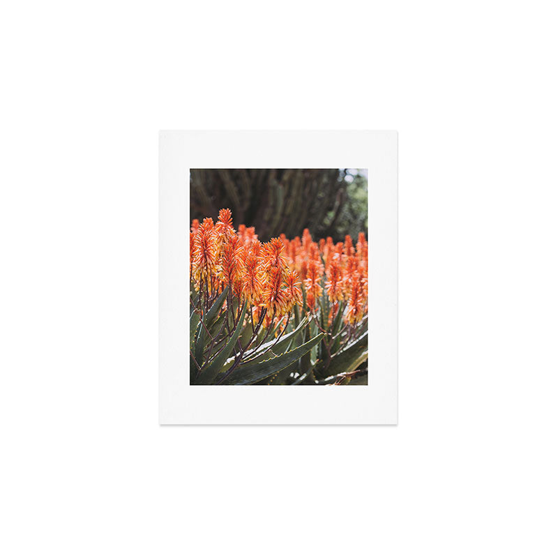 California Coastal Botanical Art x Coastal Aloe Blooms Art Print Gallery Image 1