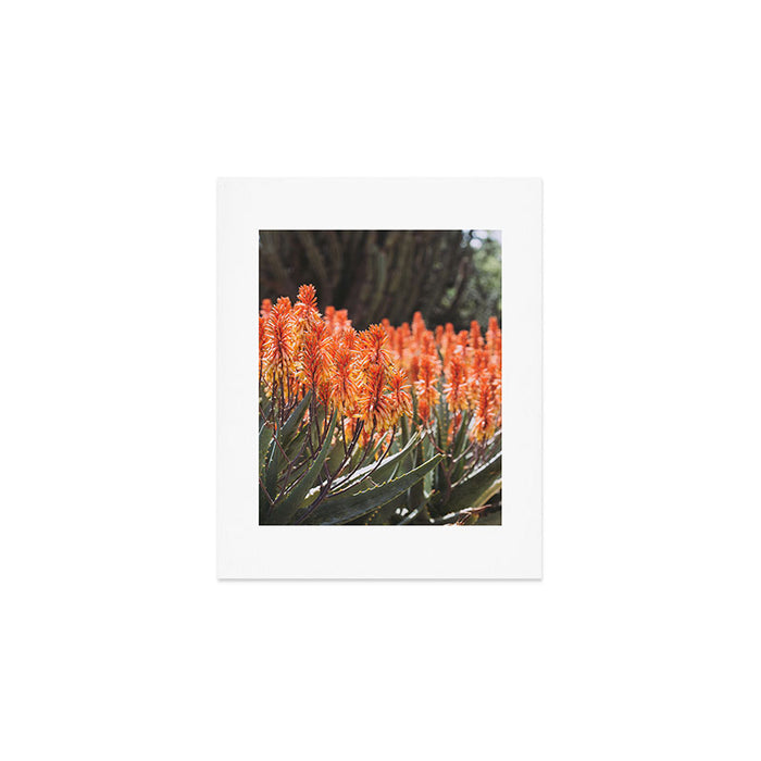 California Coastal Botanical Art x Coastal Aloe Blooms Art Print Gallery Image 1