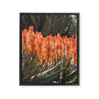 California Coastal Botanical Art x Coastal Aloe Blooms Framed Canvas Print Gallery Image 6