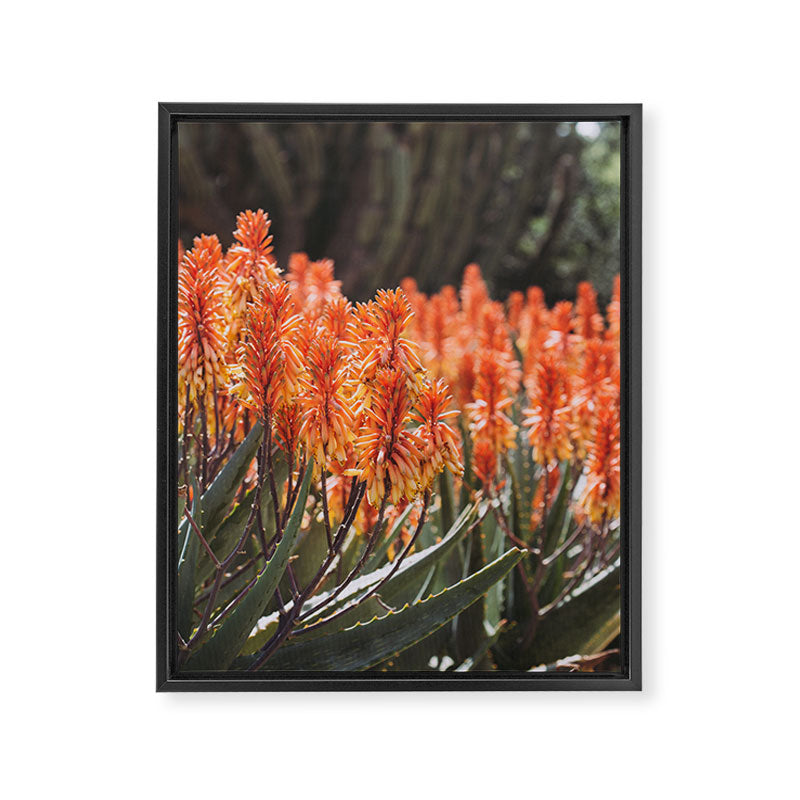 California Coastal Botanical Art x Coastal Aloe Blooms Framed Canvas Print Gallery Image 6