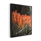 California Coastal Botanical Art x Coastal Aloe Blooms Framed Canvas Print Gallery Image 2