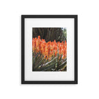 California Coastal Botanical Art x Coastal Aloe Blooms Framed Art Print Gallery Image 5