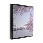 Cherry Blossoms in Washington DC x DC Photography Framed Canvas Print Gallery Image 2