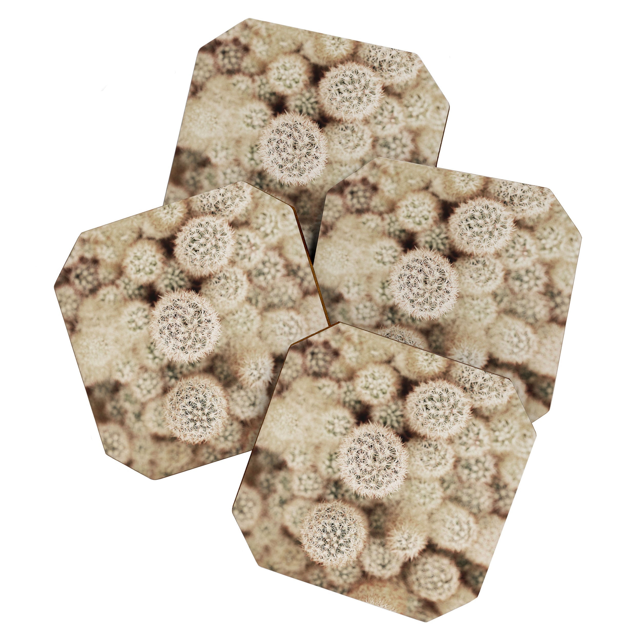 Chihuahuan Desert Cactus x West Texas Photography Coaster Gallery Image 1