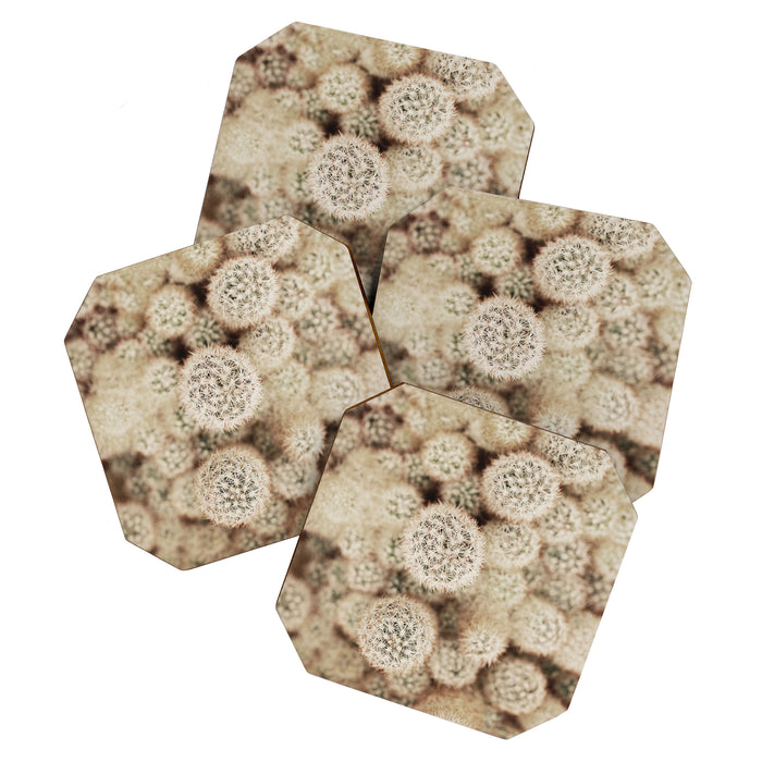 Chihuahuan Desert Cactus x West Texas Photography Coaster Gallery Image 1