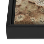 Chihuahuan Desert Cactus x West Texas Photography Framed Canvas Print Gallery Image 3