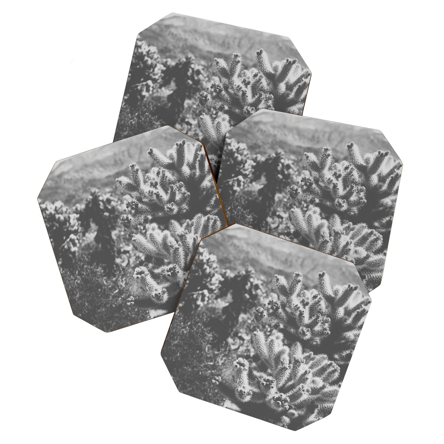 Cholla Cactus Garden (Black + White) Coaster Gallery Image 1