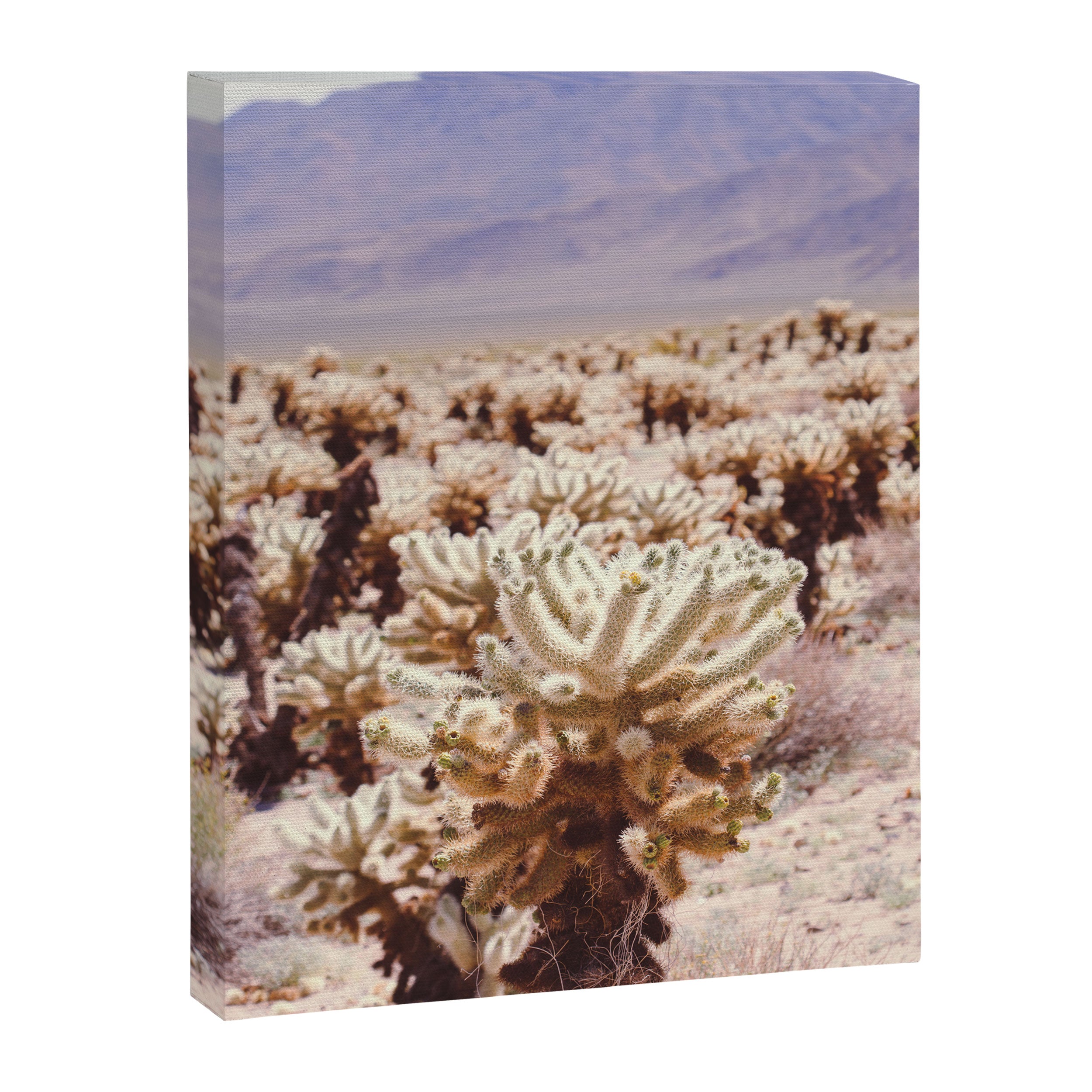 Chollo Cactus Garden - Joshua Tree Canvas Print Gallery Image 6