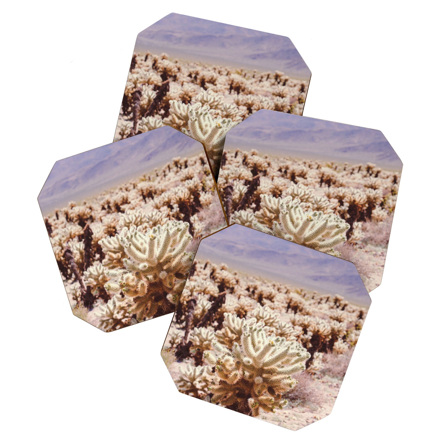 Chollo Cactus Garden - Joshua Tree Coaster Gallery Image 1