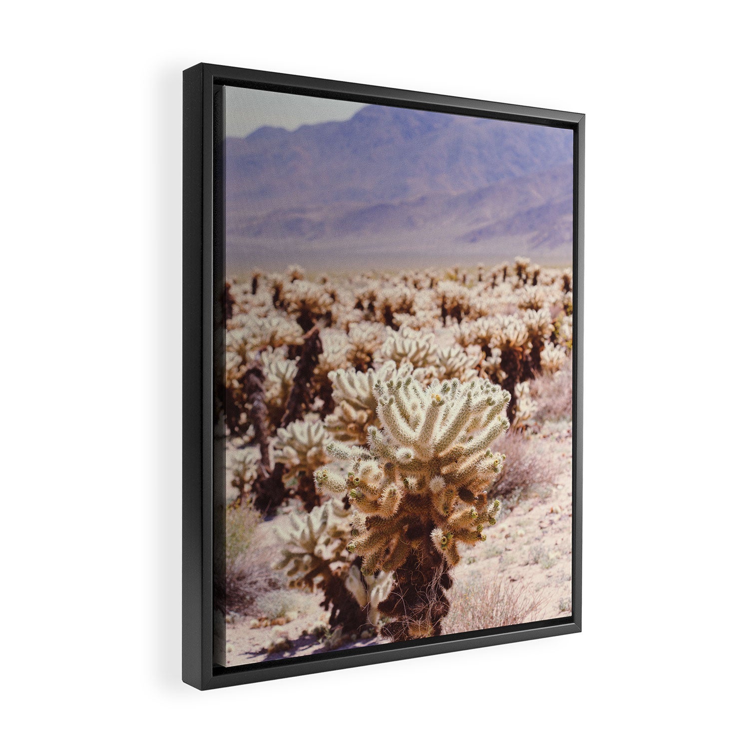 Chollo Cactus Garden - Joshua Tree Framed Canvas Print Gallery Image 2