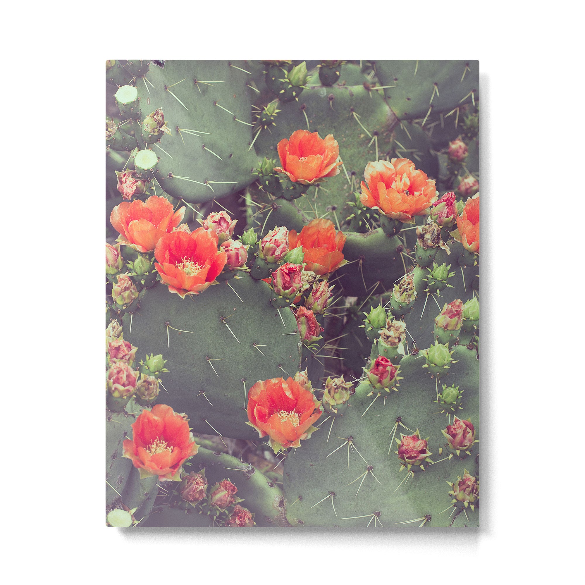 Flamenco Metal Print Gallery Image 6