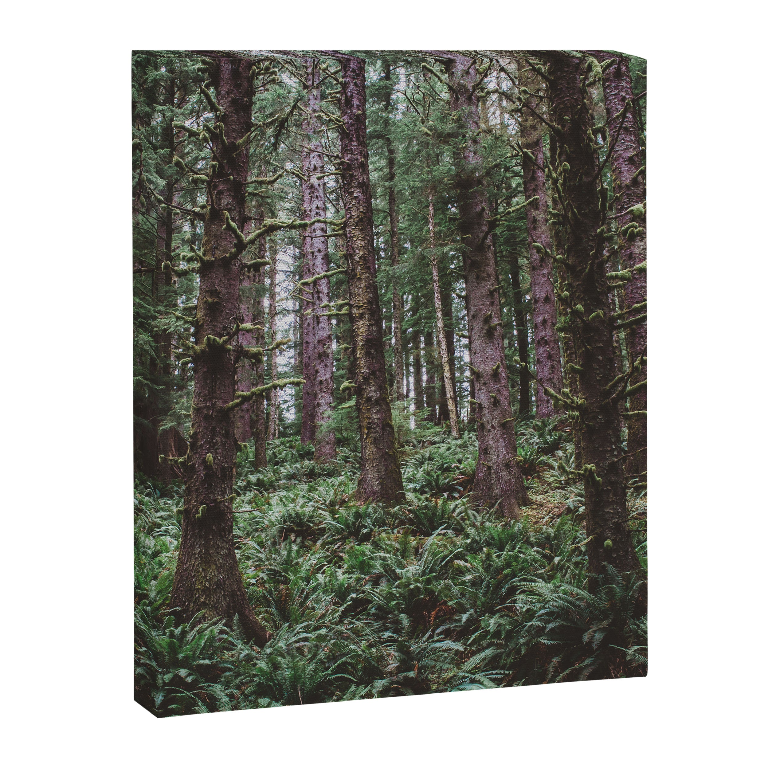 Forest Dark, Forest Deep III Canvas Print Gallery Image 6