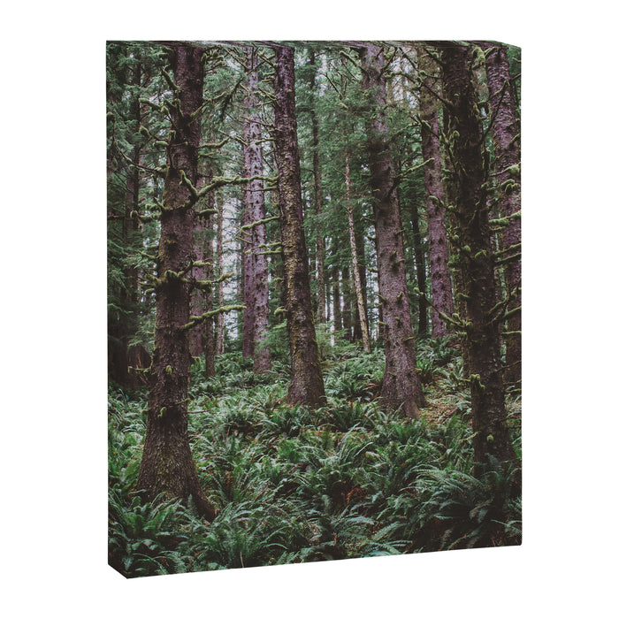 Forest Dark, Forest Deep III Canvas Print Gallery Image 1
