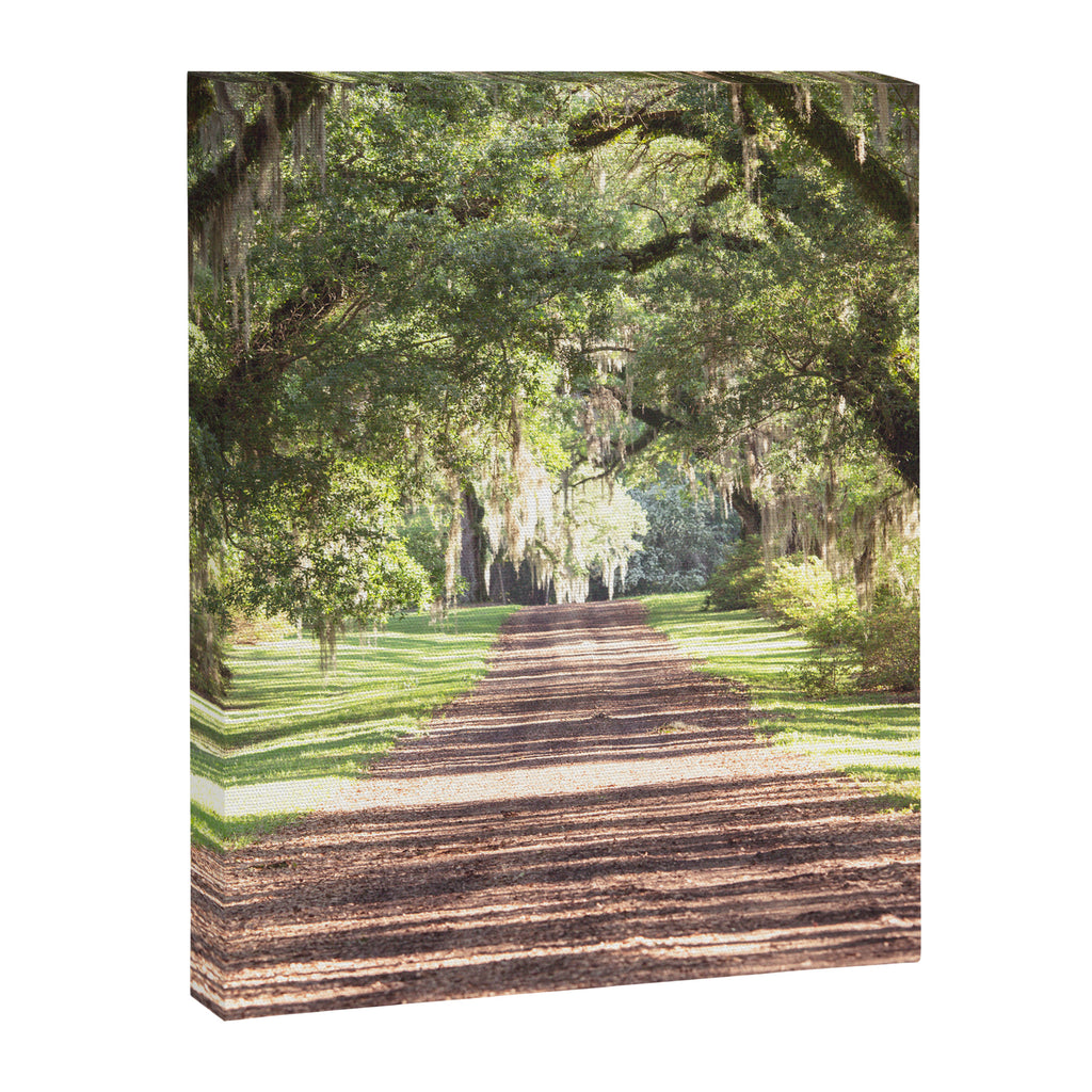 Louisiana Landscape Spanish Moss and Live Oaks Canvas Print Gallery Image 6