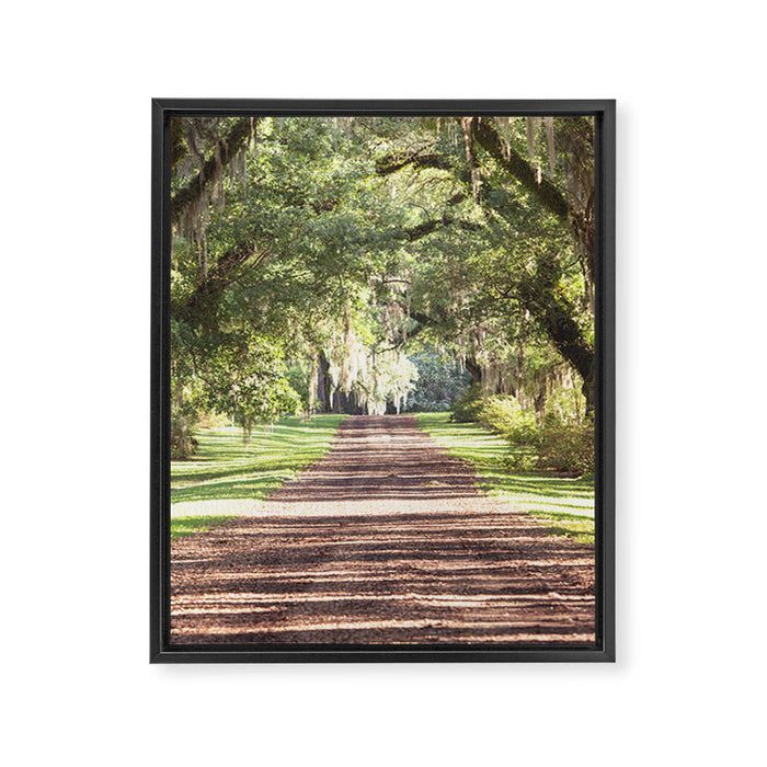 Louisiana Landscape Spanish Moss and Live Oaks Framed Canvas Print Gallery Image 1