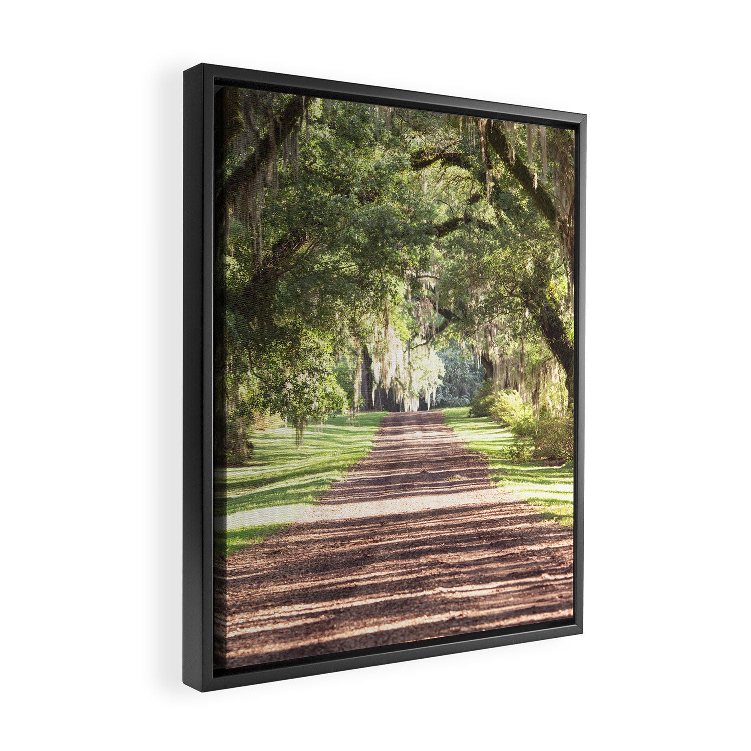 Louisiana Landscape Spanish Moss and Live Oaks Framed Canvas Print Gallery Image 2