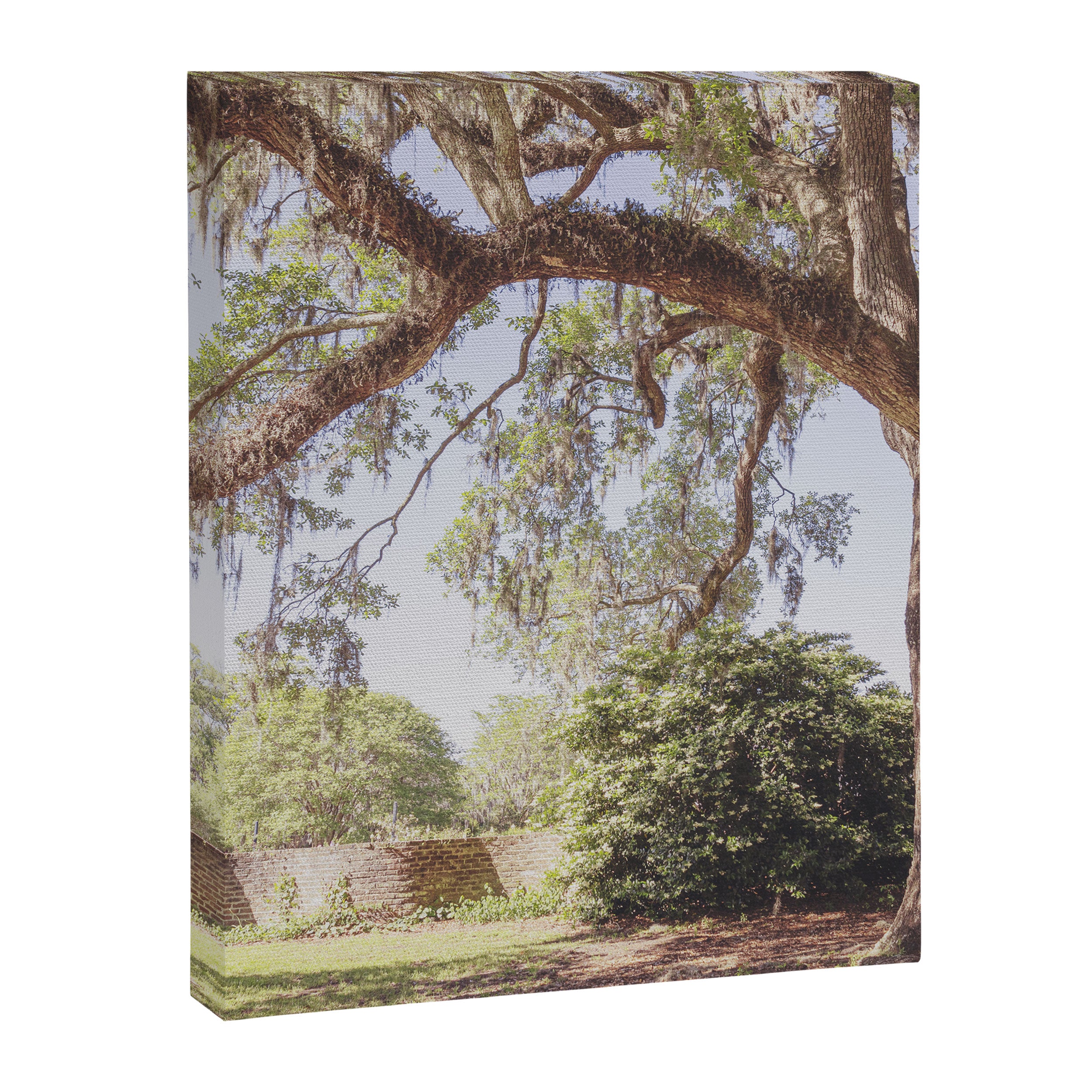 Lowcountry Live Oak x Coastal South Carolina Photography Canvas Print Gallery Image 6