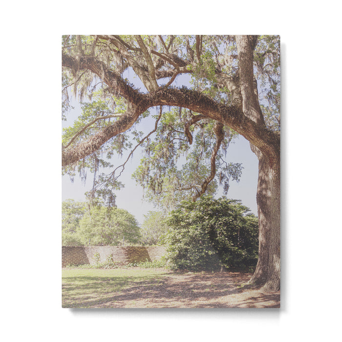 Lowcountry Live Oak x Coastal South Carolina Photography Metal Print Gallery Image 1