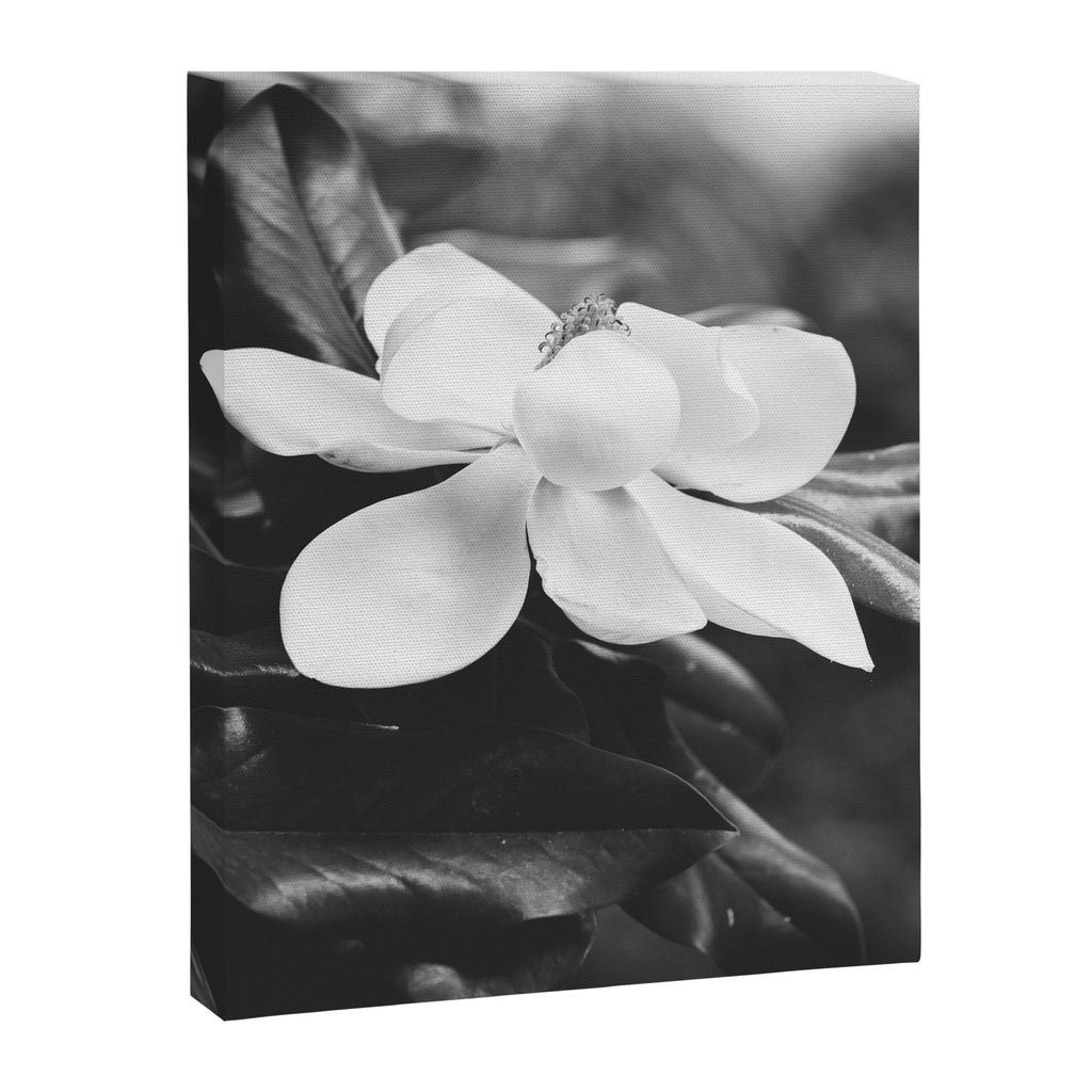 Magnolia Canvas Print Gallery Image 6
