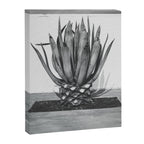 Marfa Texas Agave x West Texas Photography Canvas Print Gallery Image 6