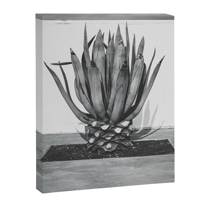 Marfa Texas Agave x West Texas Photography Canvas Print Gallery Image 1