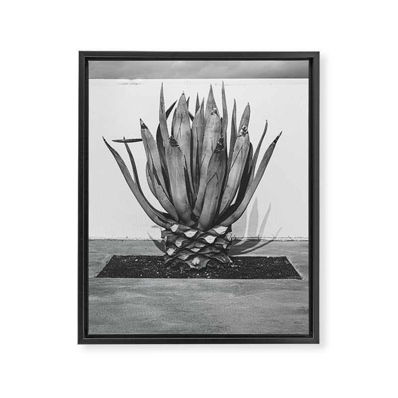 Marfa Texas Agave x West Texas Photography Framed Canvas Print Gallery Image 6
