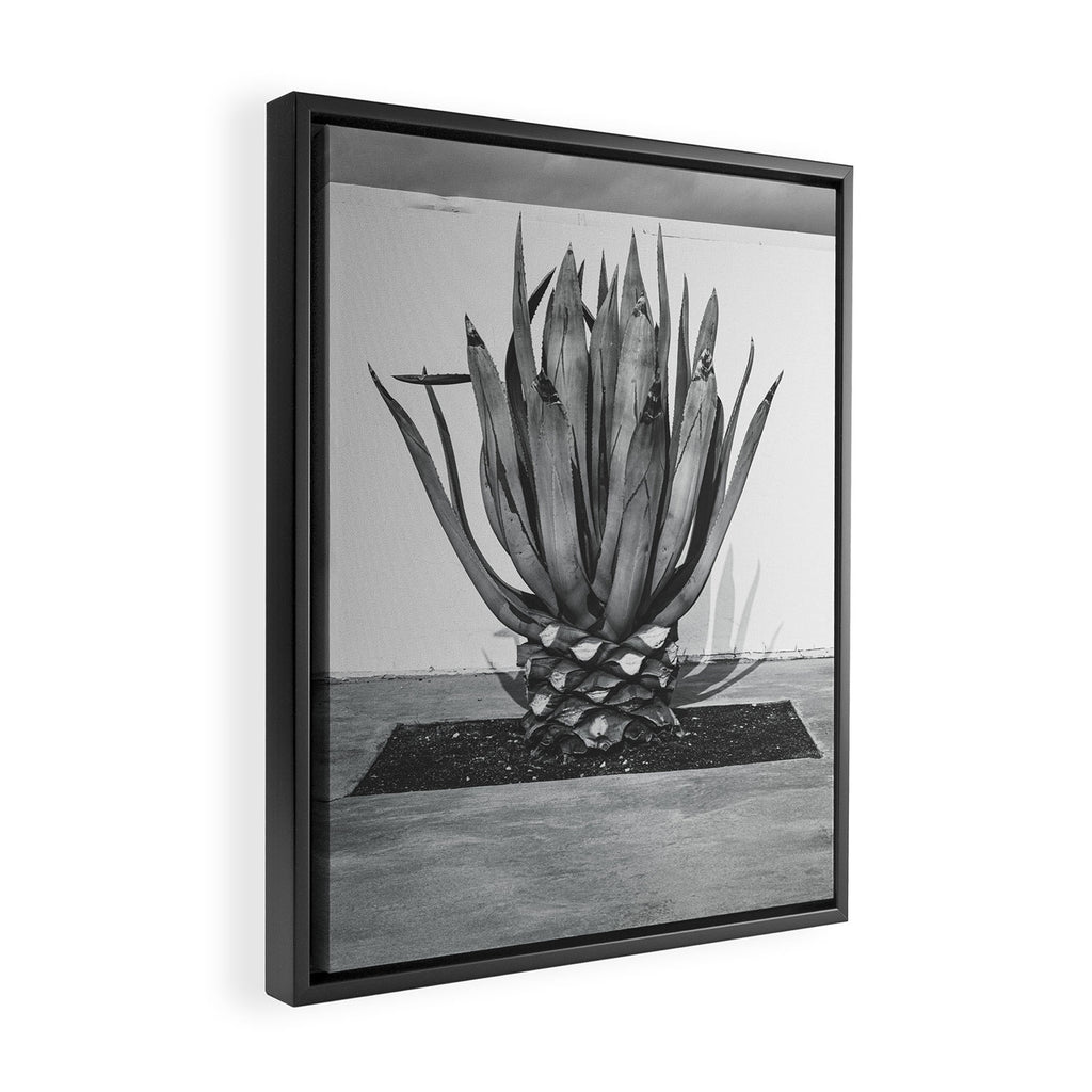 Marfa Texas Agave x West Texas Photography Framed Canvas Print Gallery Image 2