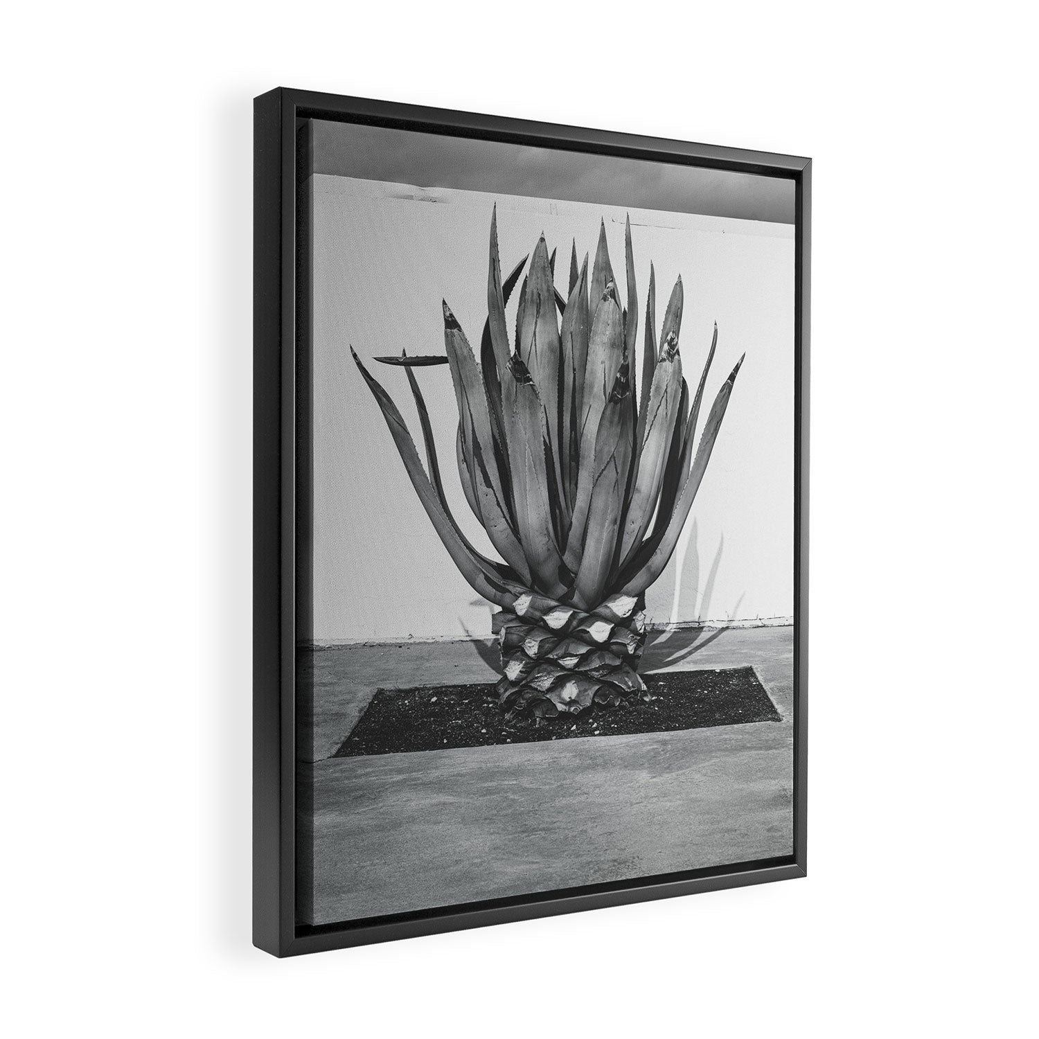 Marfa Texas Agave x West Texas Photography Framed Canvas Print Gallery Image 2