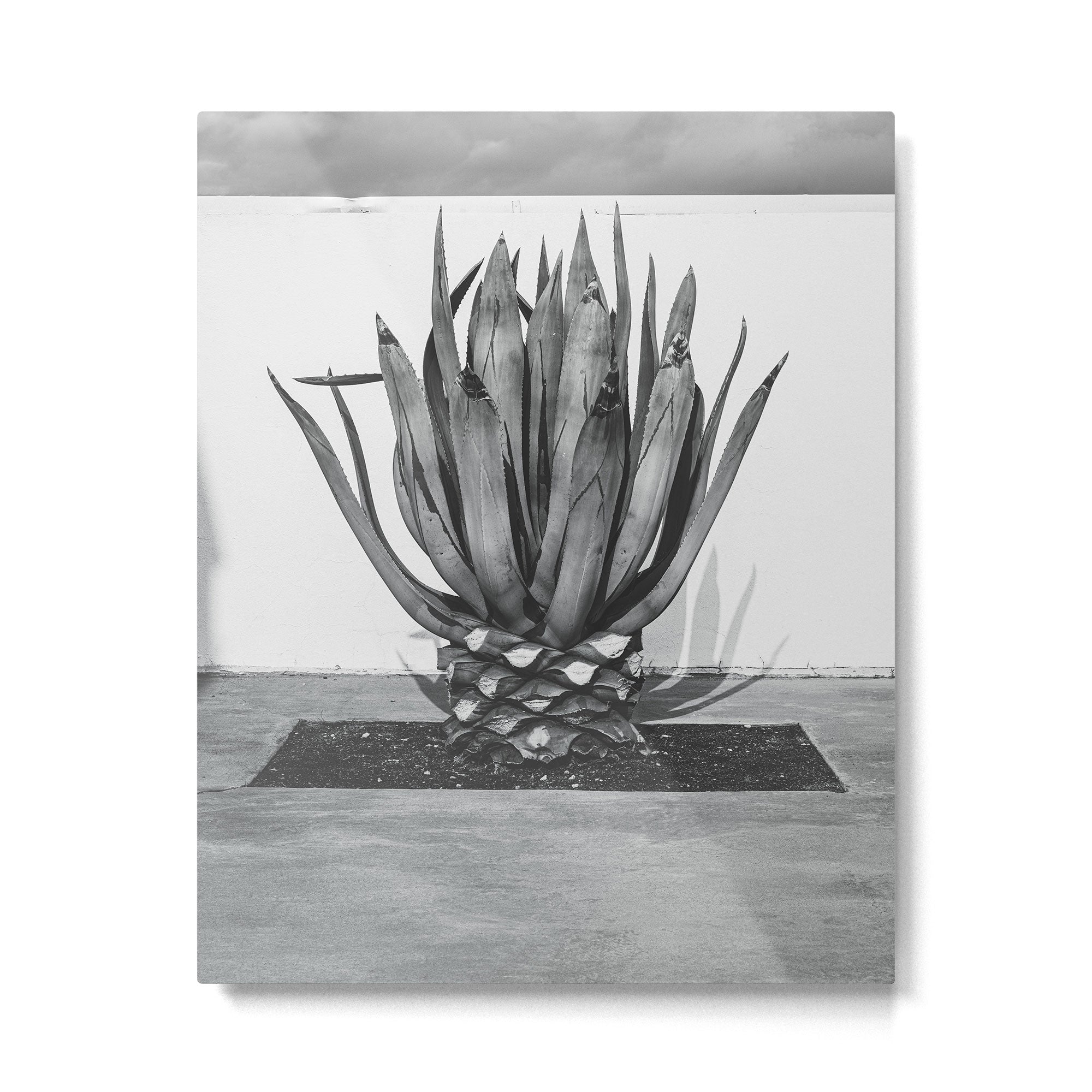 Marfa Texas Agave x West Texas Photography Metal Print Gallery Image 4