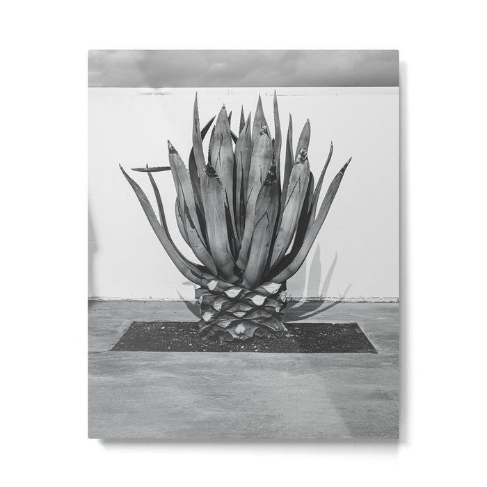 Marfa Texas Agave x West Texas Photography Metal Print Gallery Image 1
