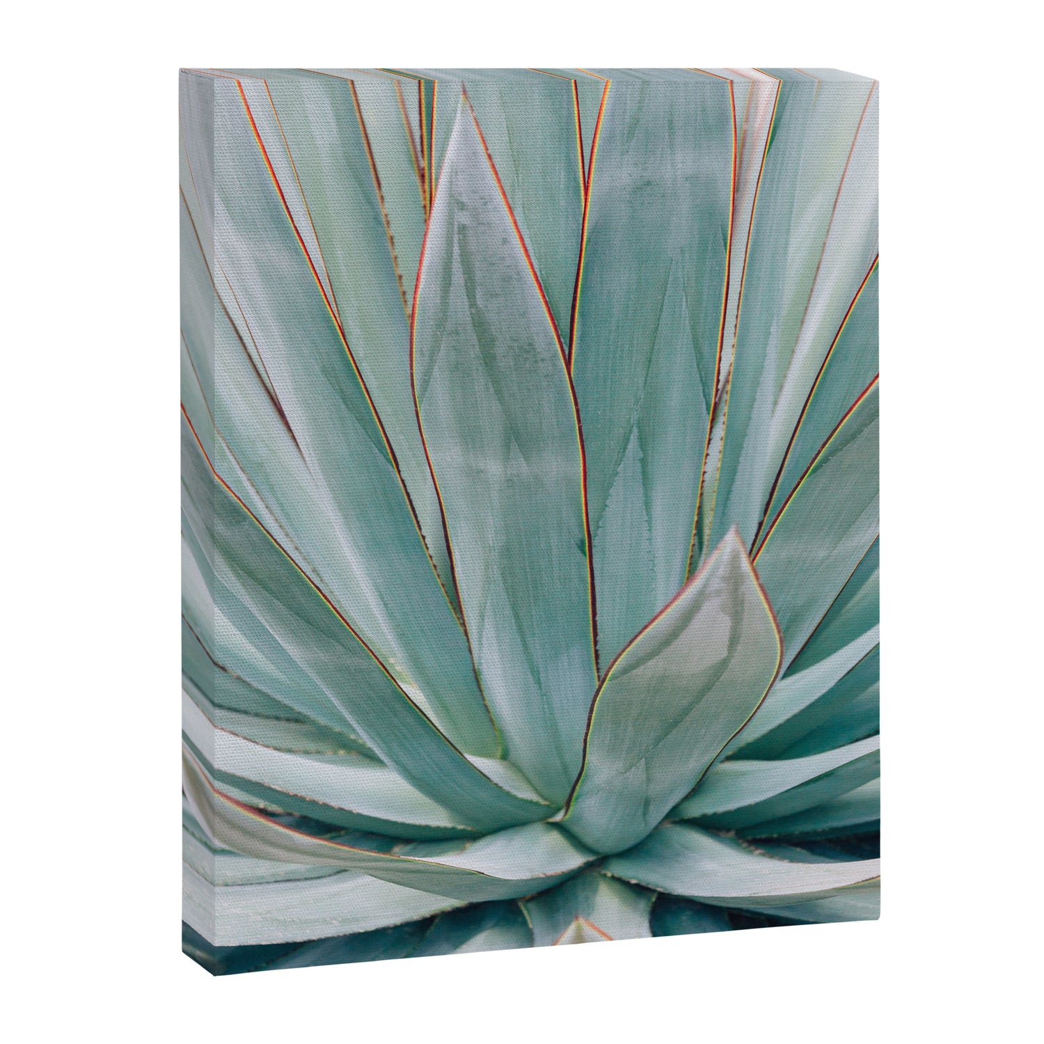 Minimalist Agave Canvas Print Gallery Image 3