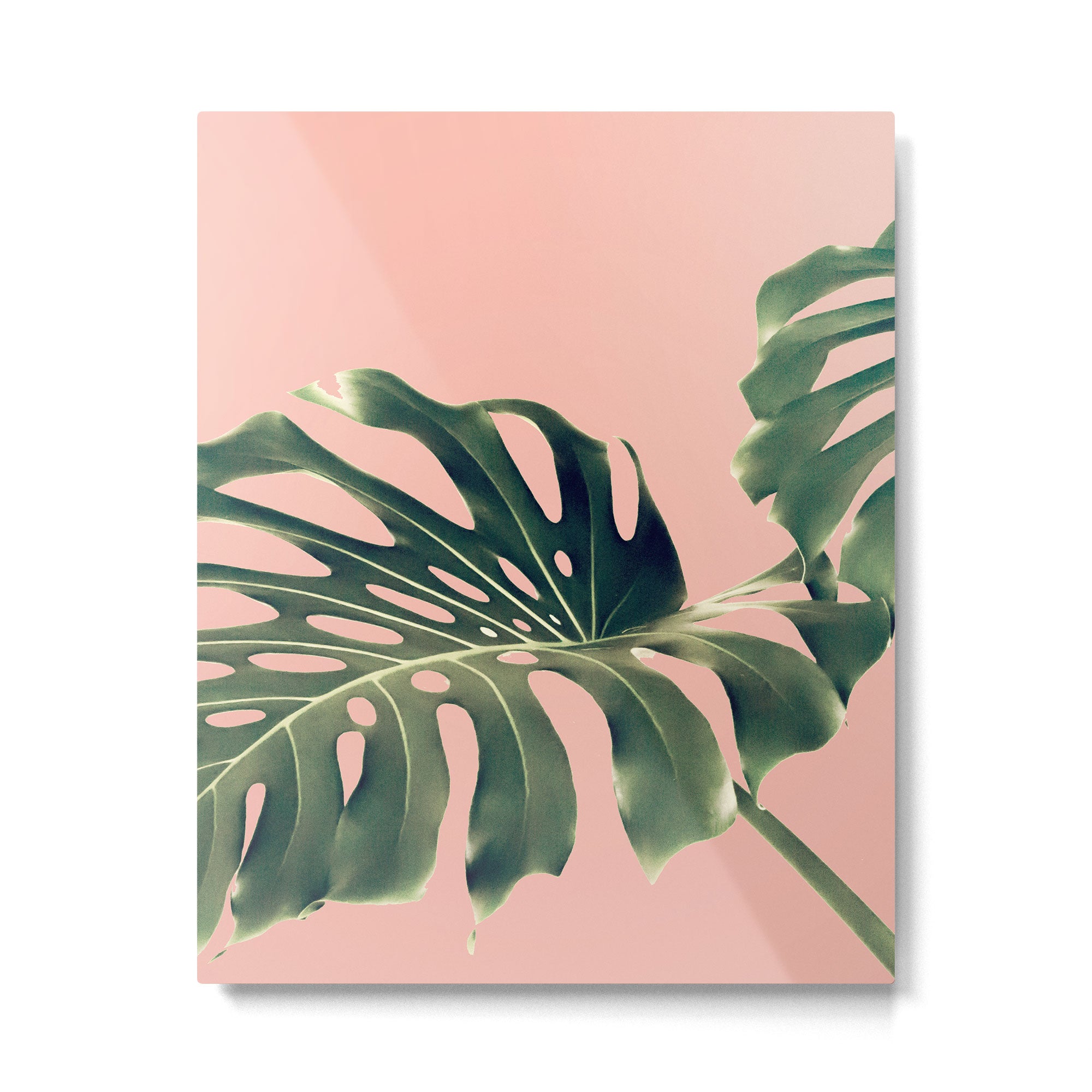 Monstera Blush Metal Print Gallery Image 4