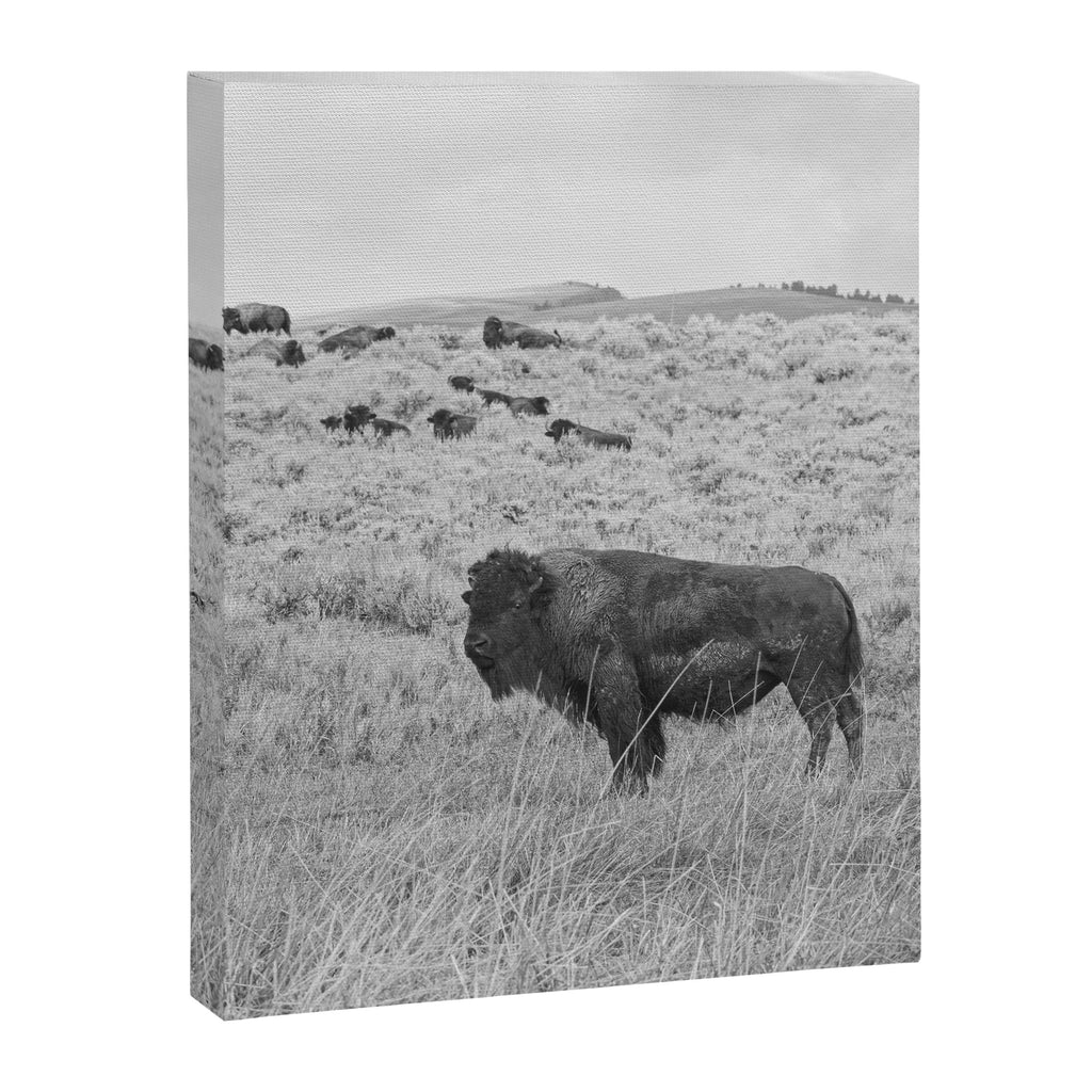 Montana Buffalo Bison | Black and White Montana Photography Canvas Print Gallery Image 6