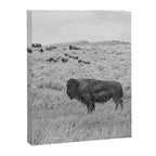 Montana Buffalo Bison | Black and White Montana Photography Canvas Print Gallery Image 6