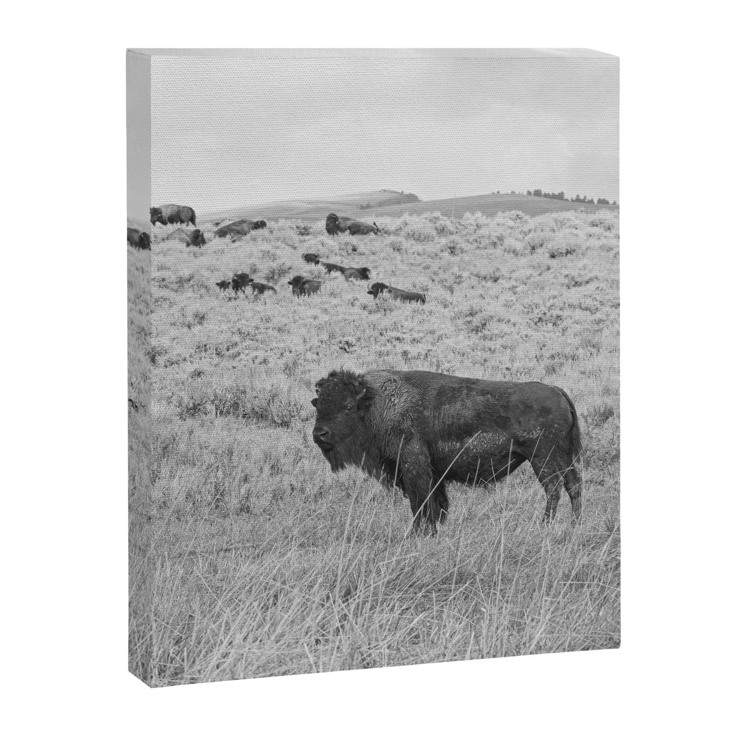 Montana Buffalo Bison | Black and White Montana Photography Canvas Print Gallery Image 6